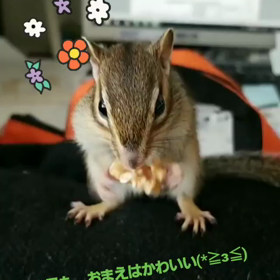 疲れたときはこの子から笑顔を貰うの画像