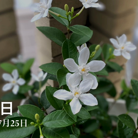 熱い1日　オリンピック自宅観戦の画像