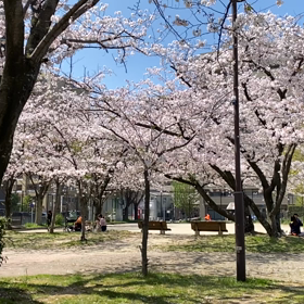 桜舞うの画像