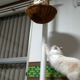 地域猫の事情の画像