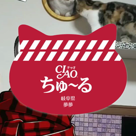 酷いブリーダーもいるものだの画像