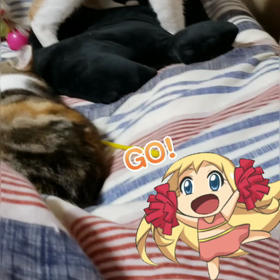 猫を飼うと心筋梗塞で亡くなる可能性が40%低くなるらしいの画像