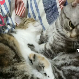 漫才のり突っ込みの画像