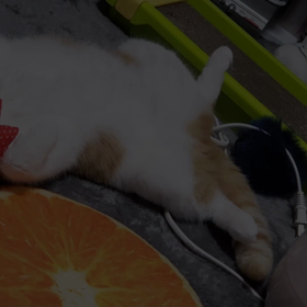 面白くてはまった動画の画像