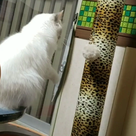 一人で遊ぶ高等技術の画像