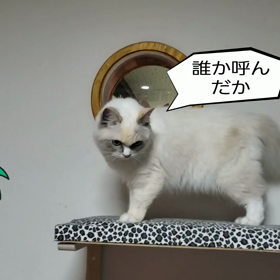 びびりの猫が!щ(゜▽゜щ)！の画像