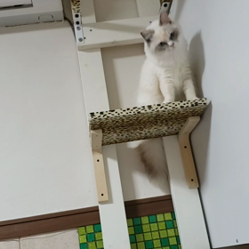 寛いでるのか降りれないのか微妙の画像