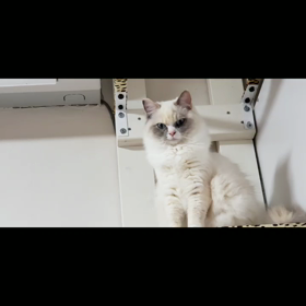坂上動物王国を見てうるうる(T-T)の画像
