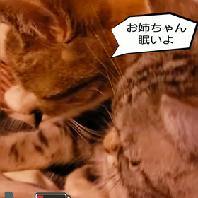 お姉ちゃん大好きの画像