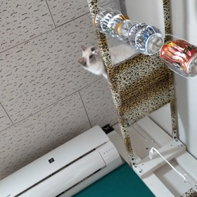 ヘトヘトになりながら頑張ってますの画像