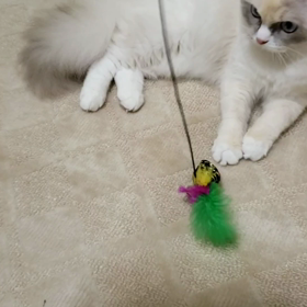 我が家のマスコット猫の画像