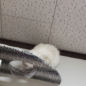 入りたいけど入れないの画像