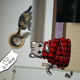 猫かきを見たことが有りますか？の画像