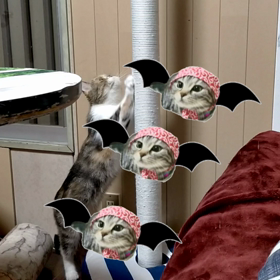 キャットを改造しましたの画像