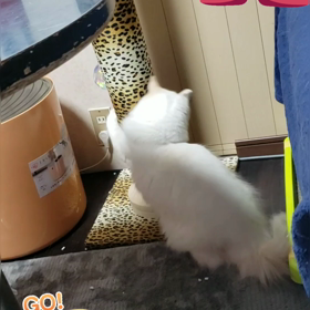 遊んでくれた〰️〰️(*≧∇≦)ﾉの画像