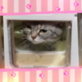 うちのショコタンは気まぐれの画像