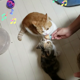 家の猫は内弁慶の画像