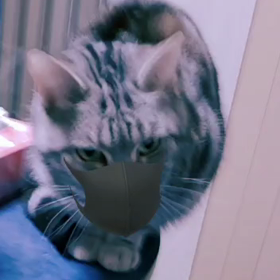 とうとう消えたクリップ(´TωT`)の画像