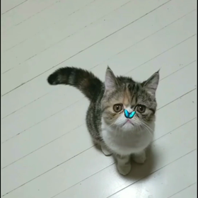 夢夢に幸せの(*´∀｀*)の蝶々が舞うの画像