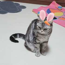 有り難う慎之助の画像