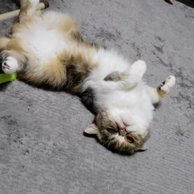 必死にアピールする猫の画像