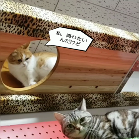 お久しぶりですの画像