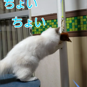 どんくさい猫の空ちゃんの画像