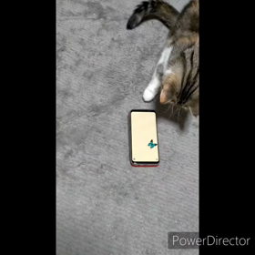 新しいスマホに変えました(ﾉД`)ｼｸｼｸの画像