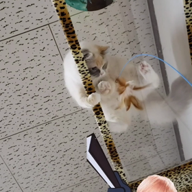 落ちそうになるどんくさい猫の画像