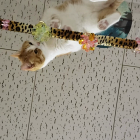 100均の物で飾り付け花と蝶々と猫の画像