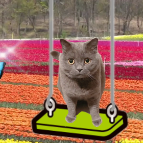 愛猫ロッシーさんにも少し早いクリスマスプレゼントの画像