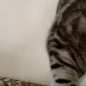 面白い動画の画像