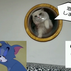 お掃除大好きな猫とはの画像