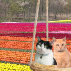 お花畑でうつとりの画像