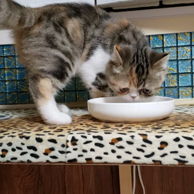 高速猫かきの画像