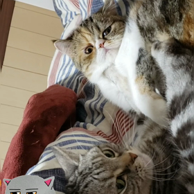 やってやる！！(゜ロ゜ノ)ノの画像