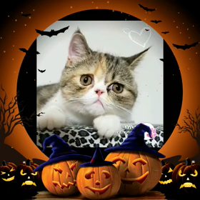 今日はハロウィンの画像