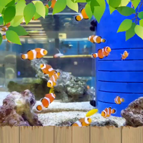 今日は水族館にお邪魔しました(笑)本当は行ってませんm(_ _)mの画像