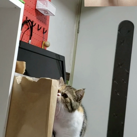 モンプチが好きすぎて笑いの画像