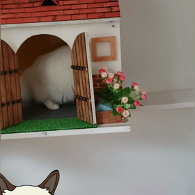 パリコレならぬ(=ﾟωﾟ=)コレの画像