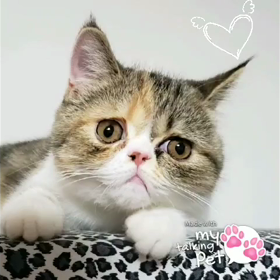 何かしゃべってます〰️〰️(*≧∇≦)ﾉの画像