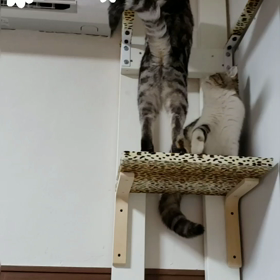 場所取り〰️〰️〰️(*≧∇≦)ﾉ(*￣∇￣*)(*≧∇≦)ﾉ(∩´∀｀)∩の画像