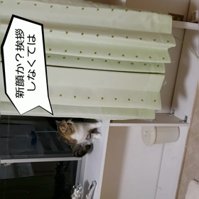 どんくさい猫の画像