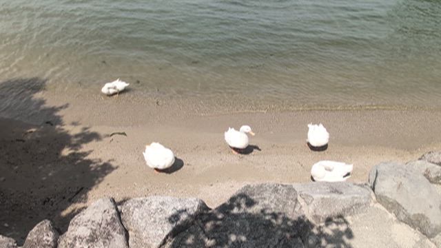 7月 ・お気に入りカフェと12才のバースデー( ˘ ³˘)♥の記事動画