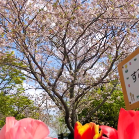 桜青空☁*°チューリップஐ☘︎︎⸜ ♡ ⸝の画像