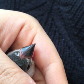 桜文鳥飼育12日目の画像