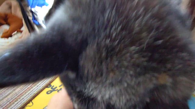 えみちゃん草取り＆ラッキー１週間だっぺ(ᵔᴥᵔ)の記事動画