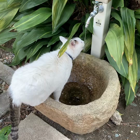 お寺のネコの画像