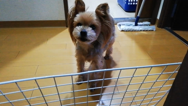 最後のキュウリの記事動画