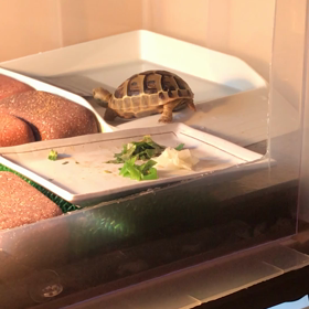 2/10  ギリシャリクガメの水飲みの画像